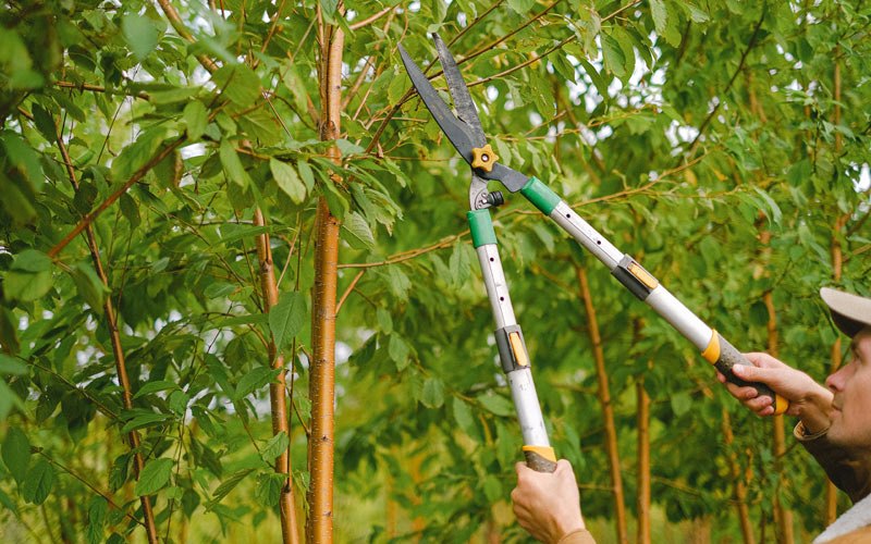 Tree trimming in Waukau, WI