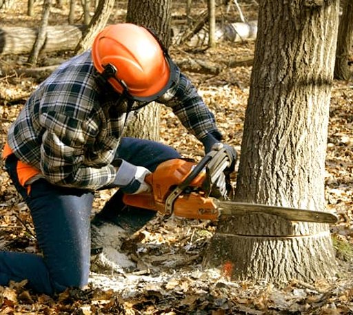 Tree Removal in Waukau, WI